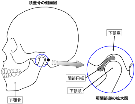 頭蓋骨の側面図及び学管節部の拡大図